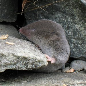 Short-tailed Shrew