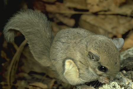 Southern Flying Squirrel