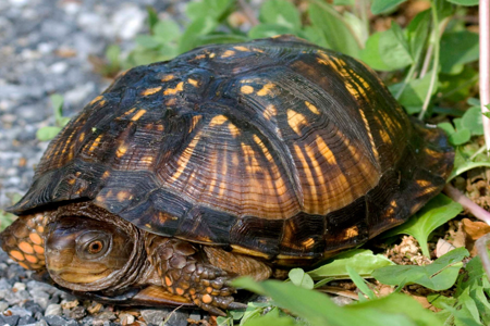 Eastern Box Turtle