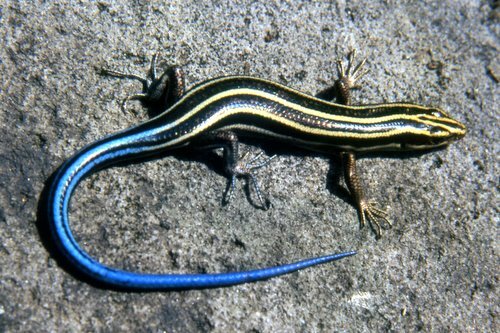 Five-lined Skink