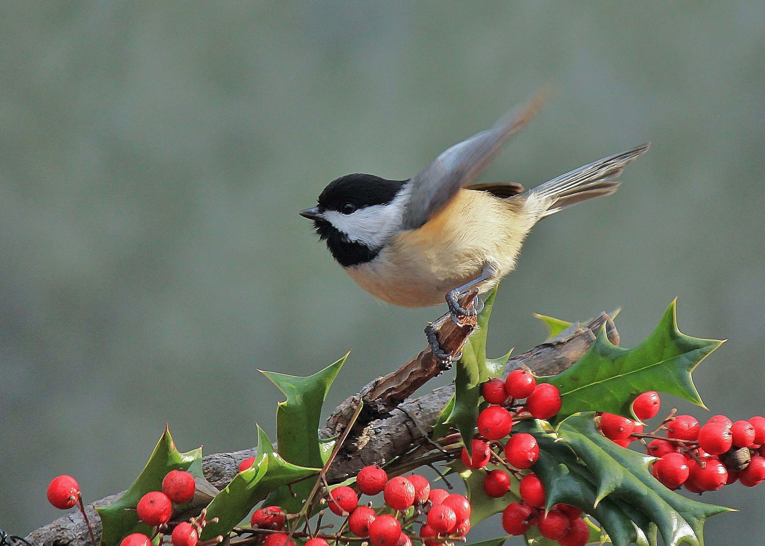 Manasses-Bull Run Christmas Bird Count