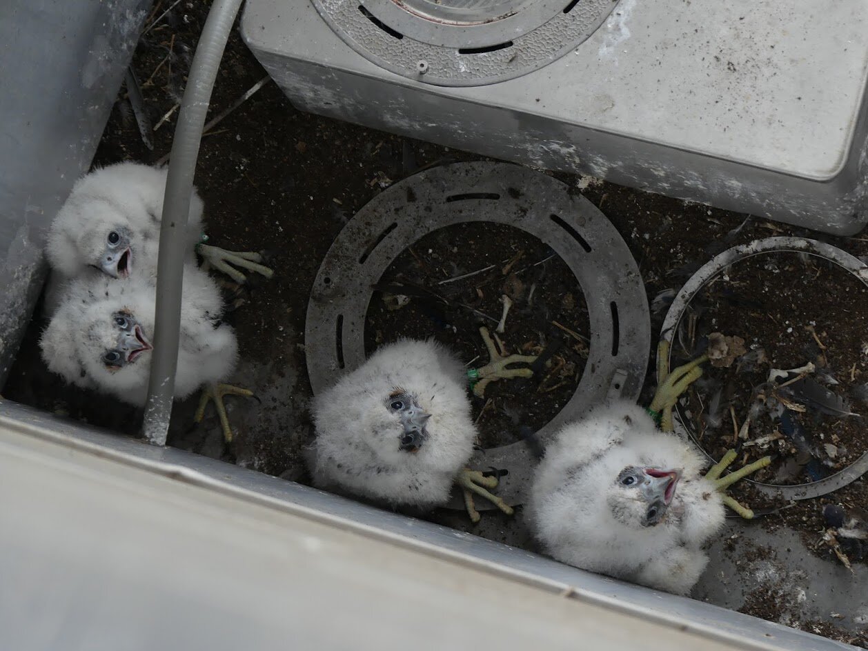 Реферат: Peregrine Falcons On The Road To Recovery