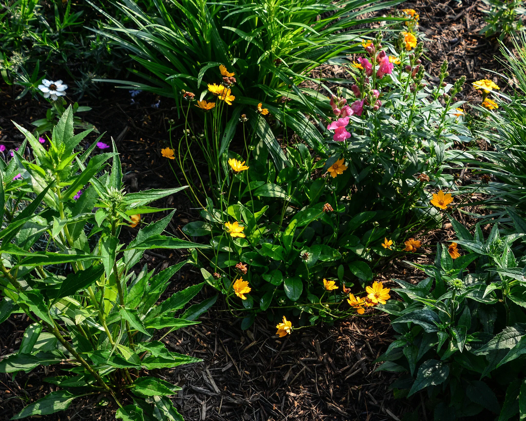 Native-Garden_Sheryl-Pollock.jpg