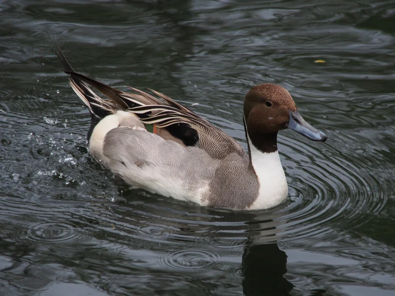 Workshop: ASNV Winter Waterfowl Count