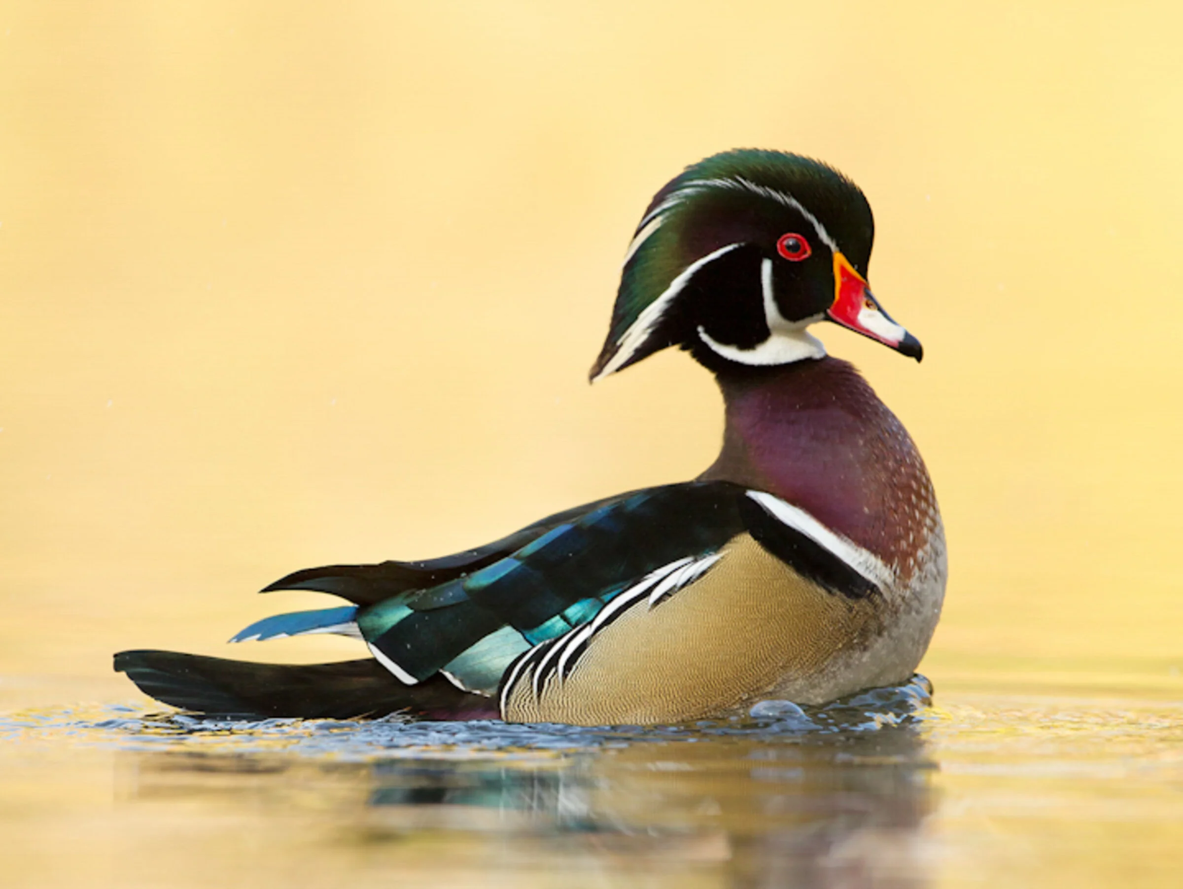 Workshop: Late Winter Birds with Larry Meade