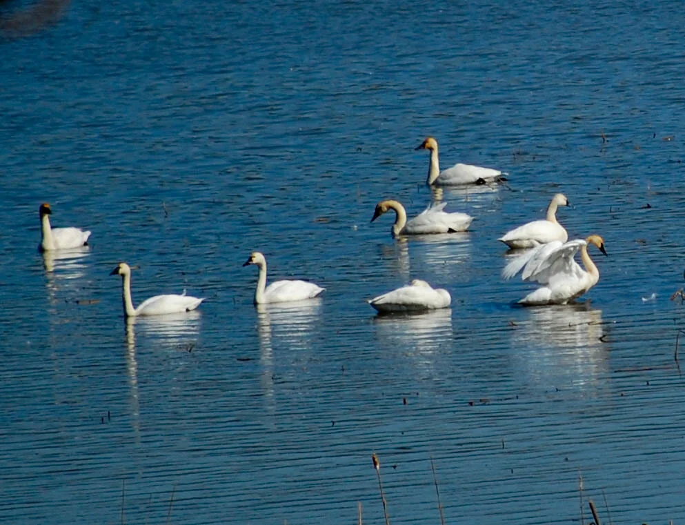 Bird Walk: Reston Lakes Tour, Reston, VA