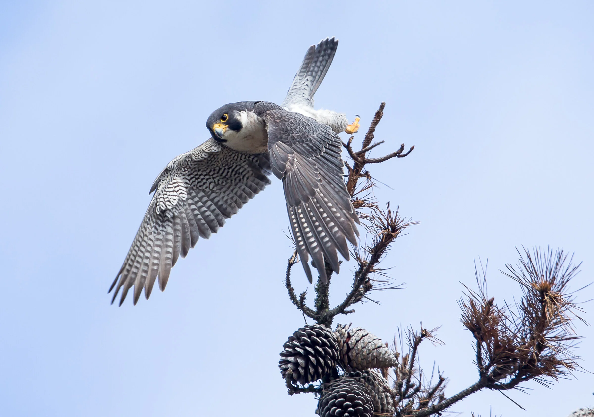 Event: Bringing Peregrine Falcons Back to Virginia’s Mountains