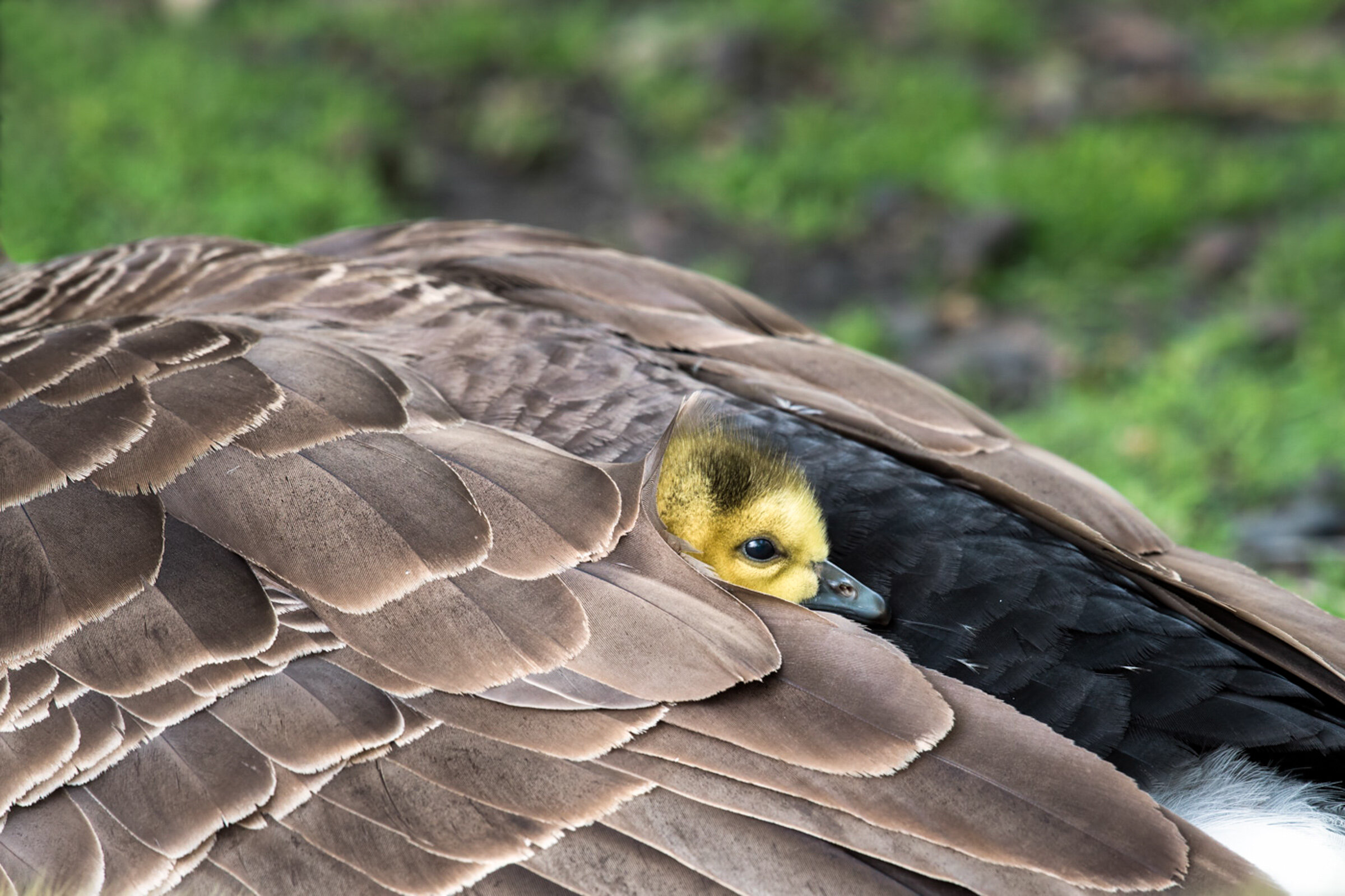 APA_2015_FrankHildebrand_273701_Canada_Goose_KK.jpg