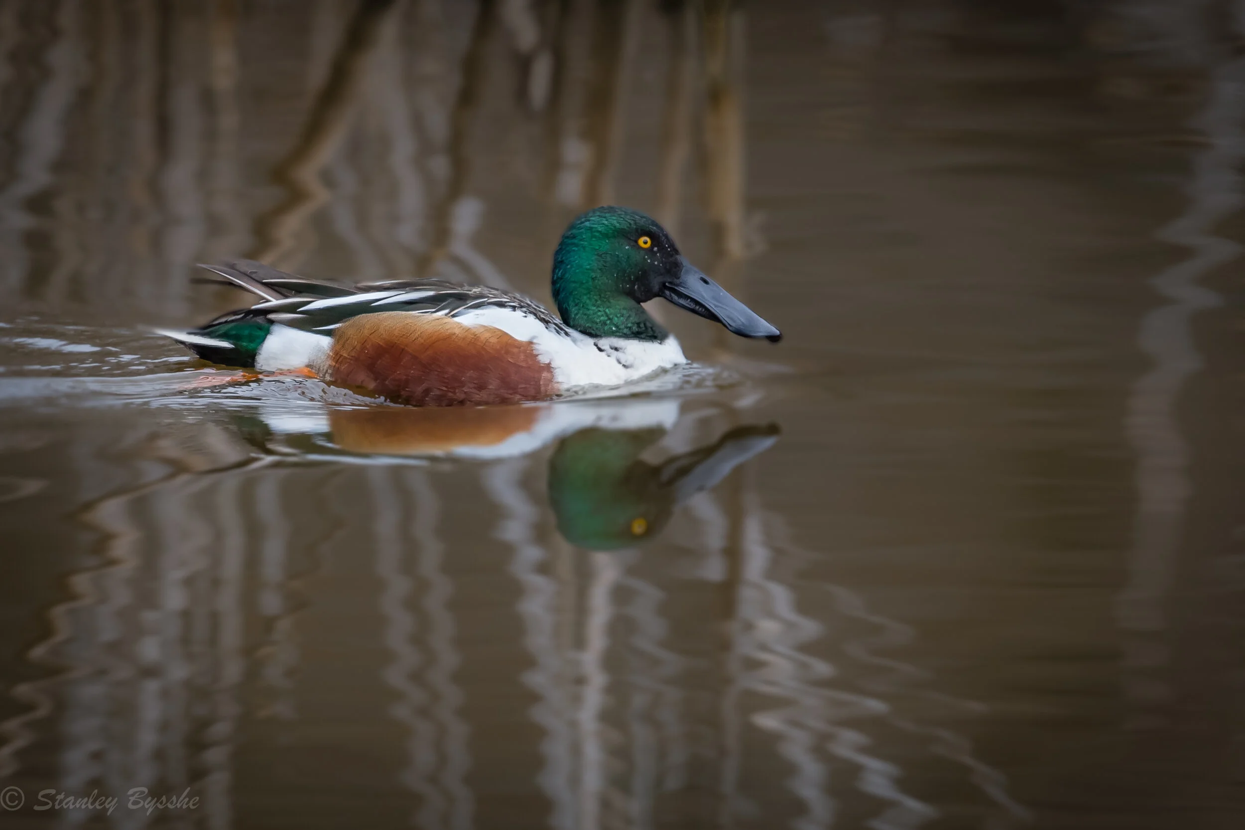 Workshop: Bird Photography