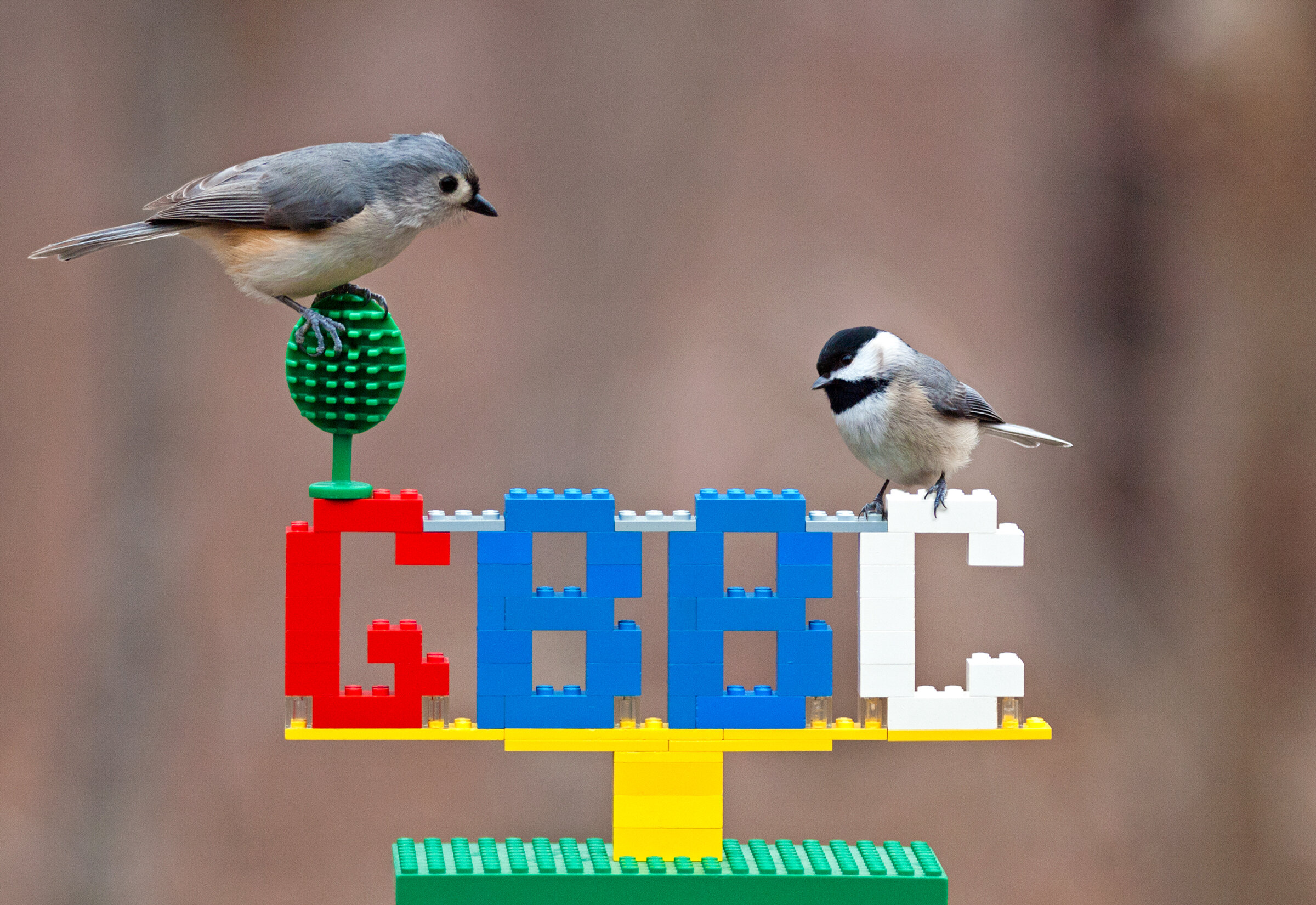 Event: Great Backyard Bird Count