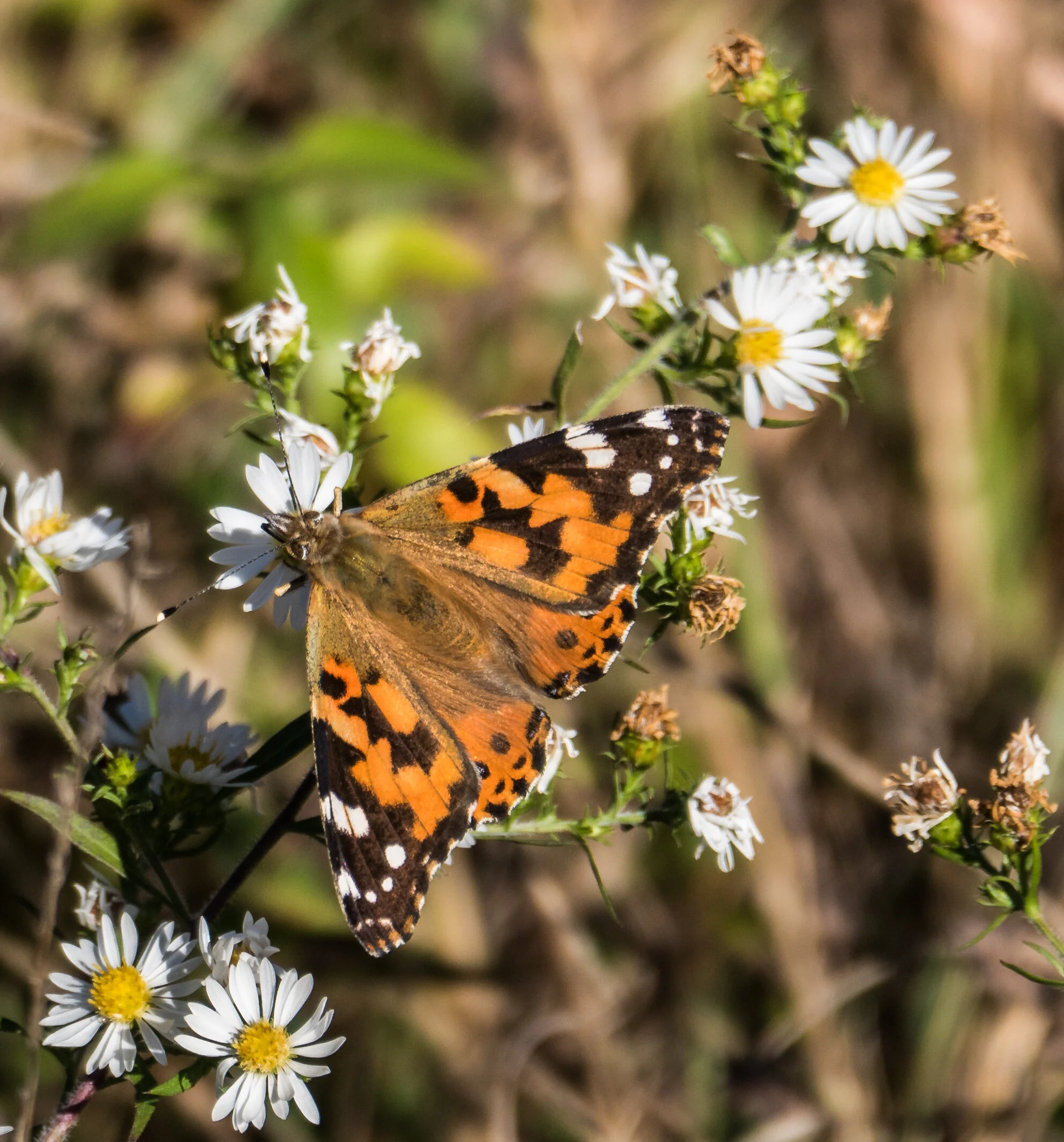 Event: Creating a Wildlife Sanctuary on Your Property:  The Audubon at Home Program