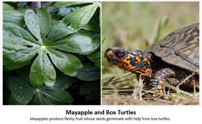 Mayapple-BoxTurtle.jpeg