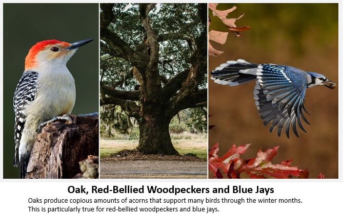 Oak-Birds.jpeg