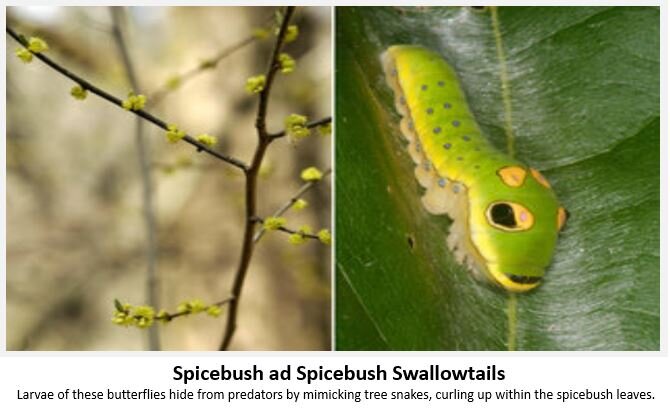 Spicebus-Swallowtail.jpeg