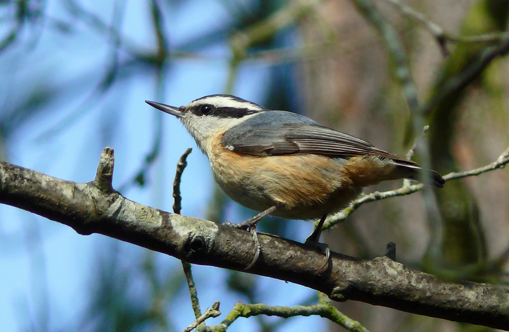 Bird Walk: Lake Newport/Brown's Chapel, Reston, VA