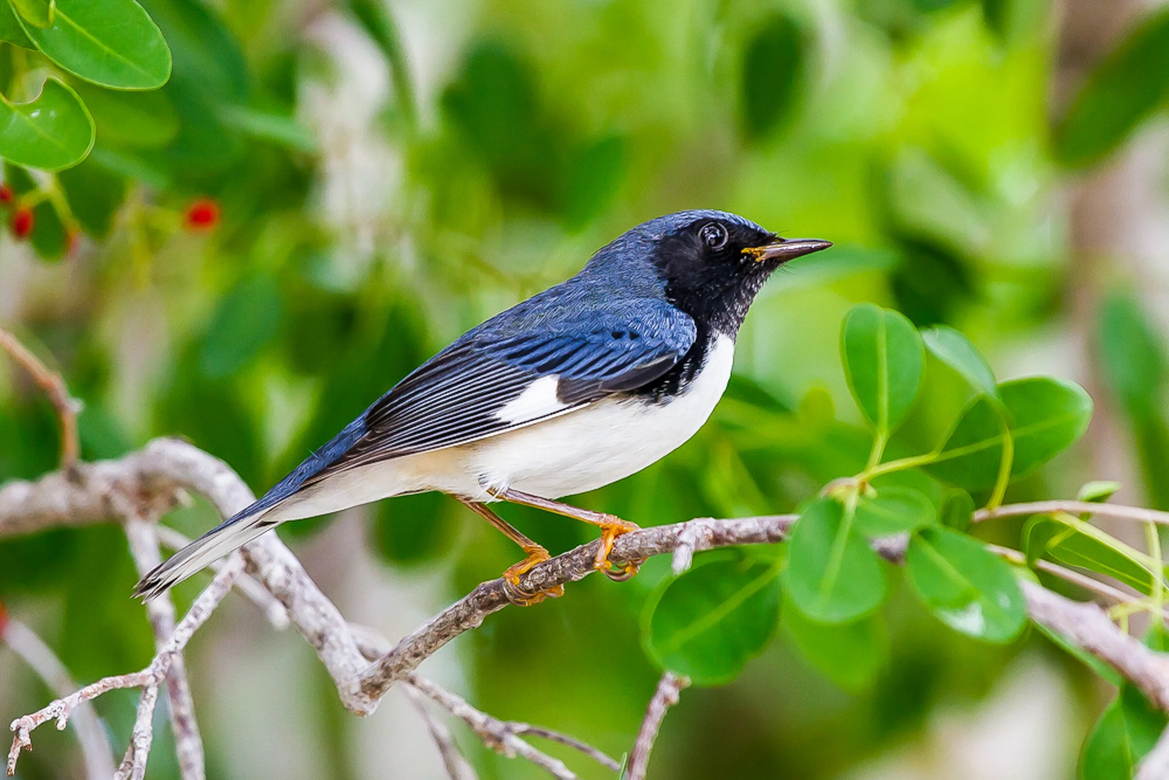 Class: Spring Warblers