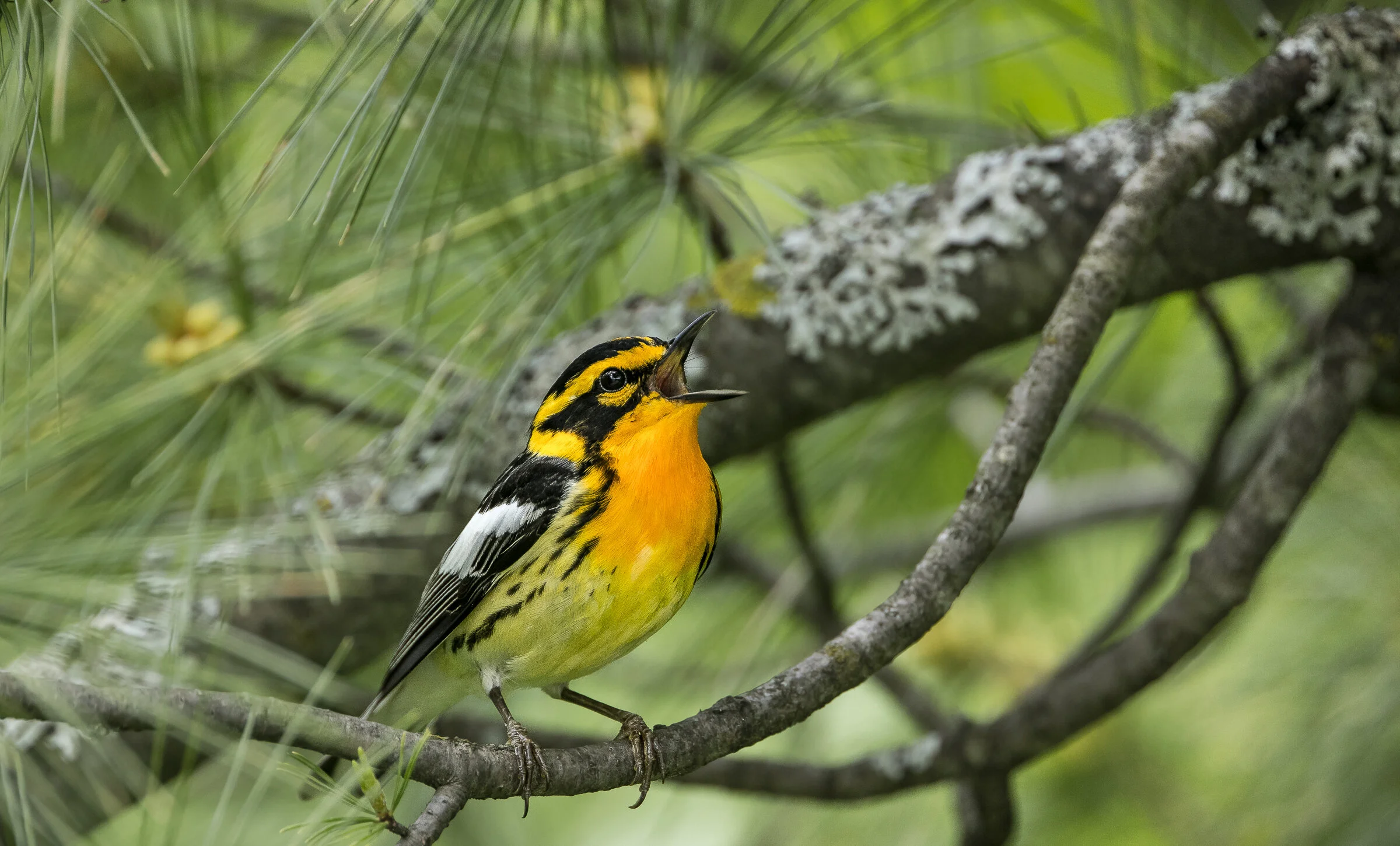 Spring Warblers Webinar Series, Class 1