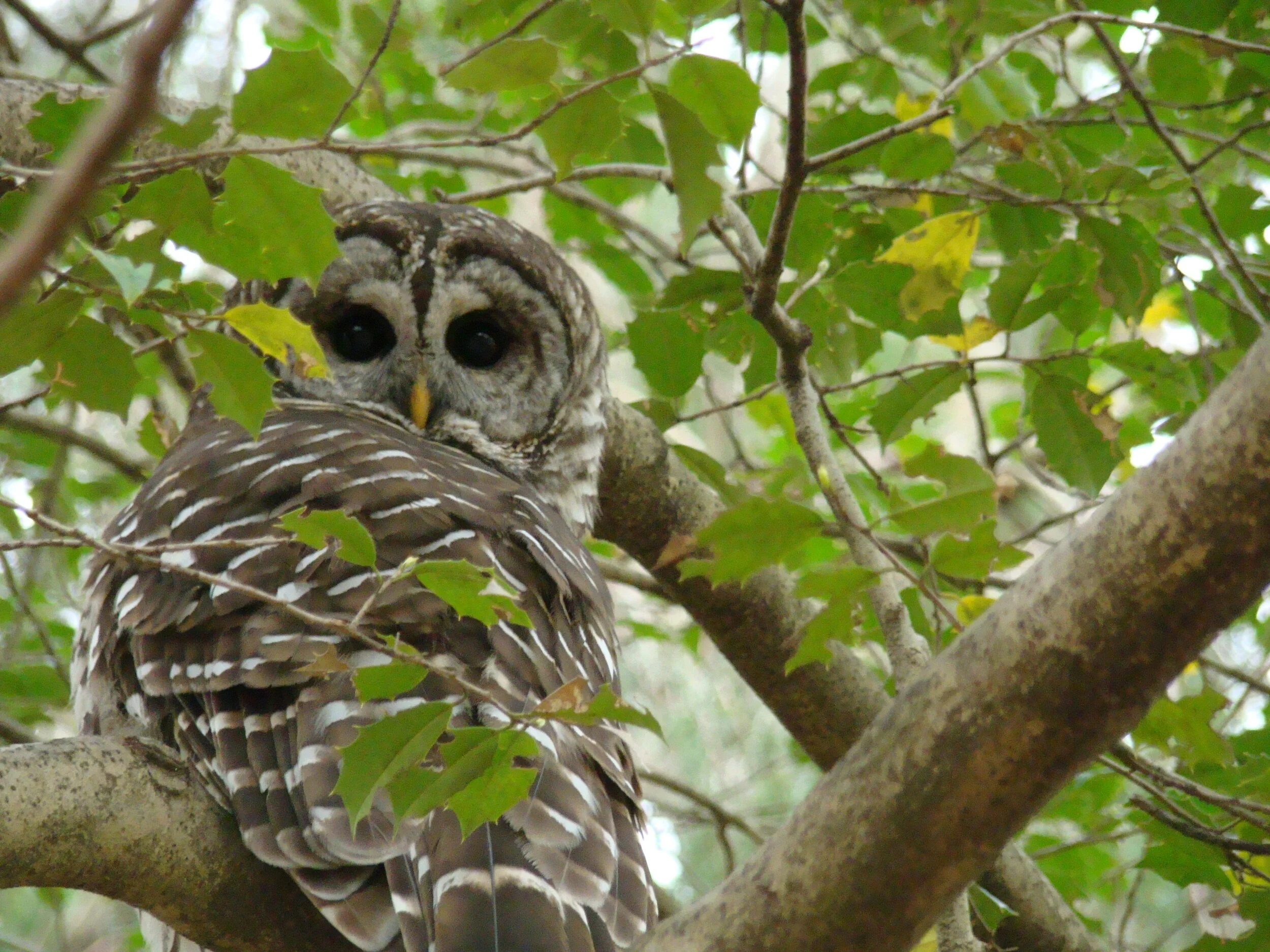 Barred Owls in Reston