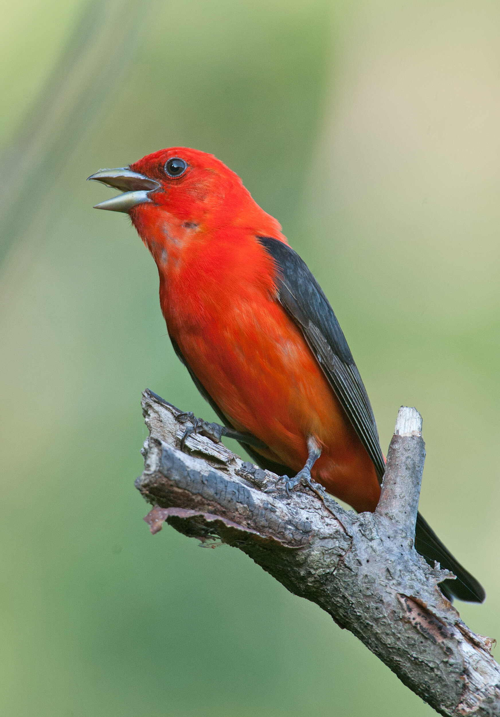 Improve your Birding Skills at Home
