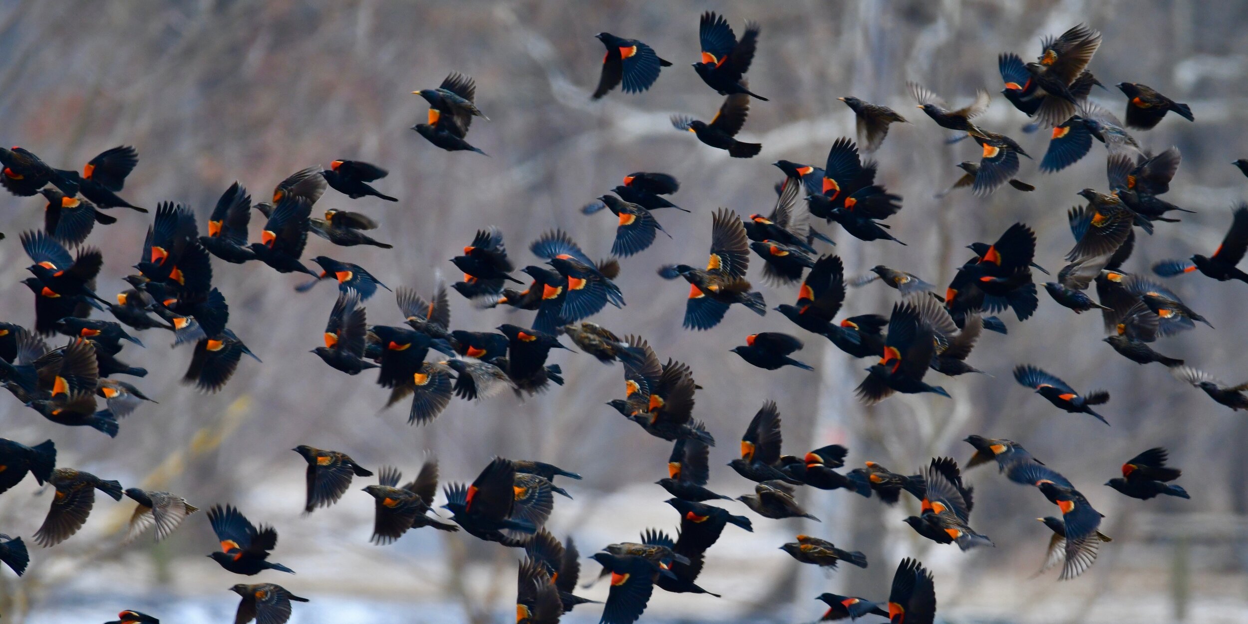 Celebrate Black Birders Week