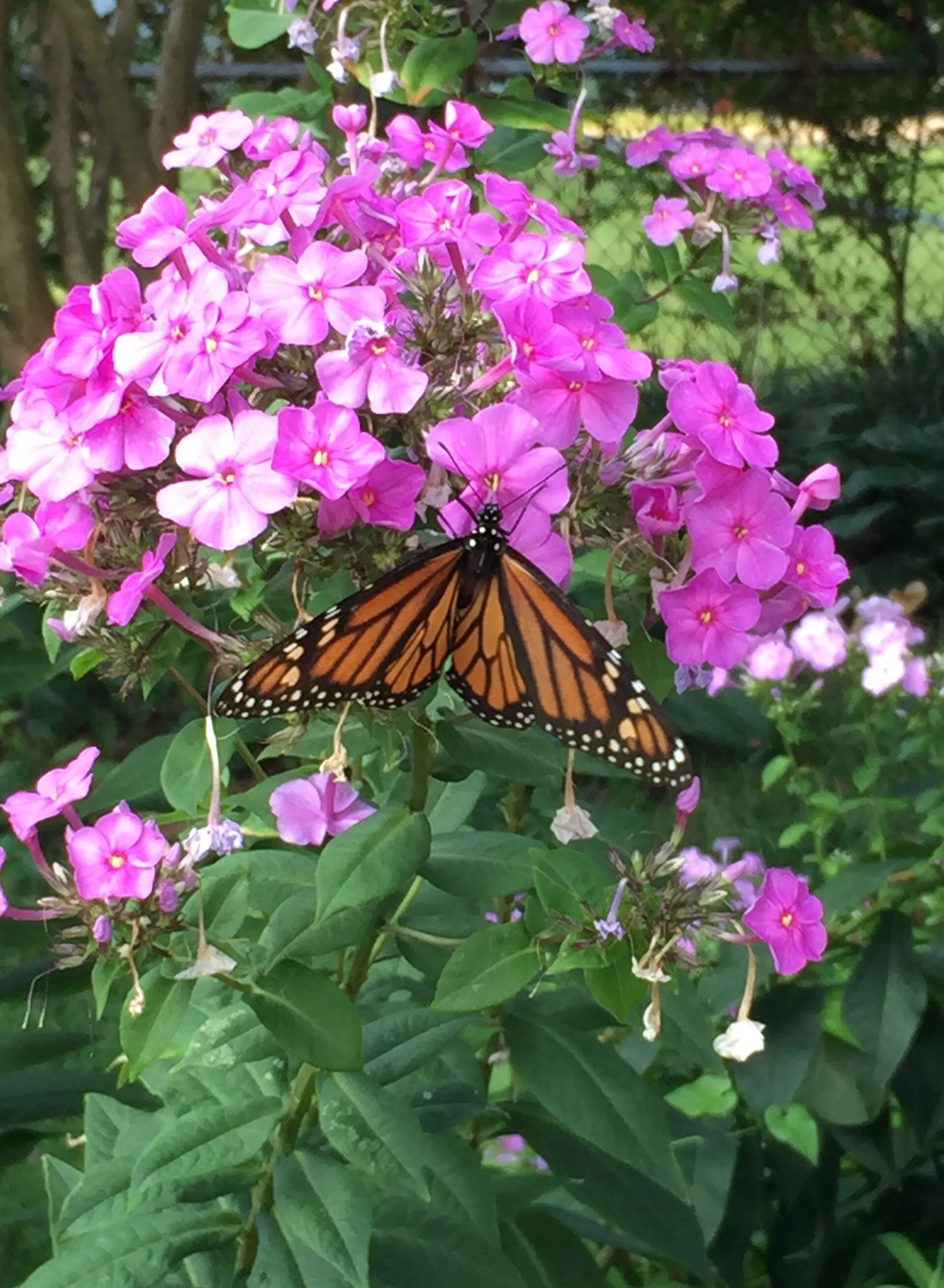 Webinar: Butterfly Identification Workshop with Leslie Ries