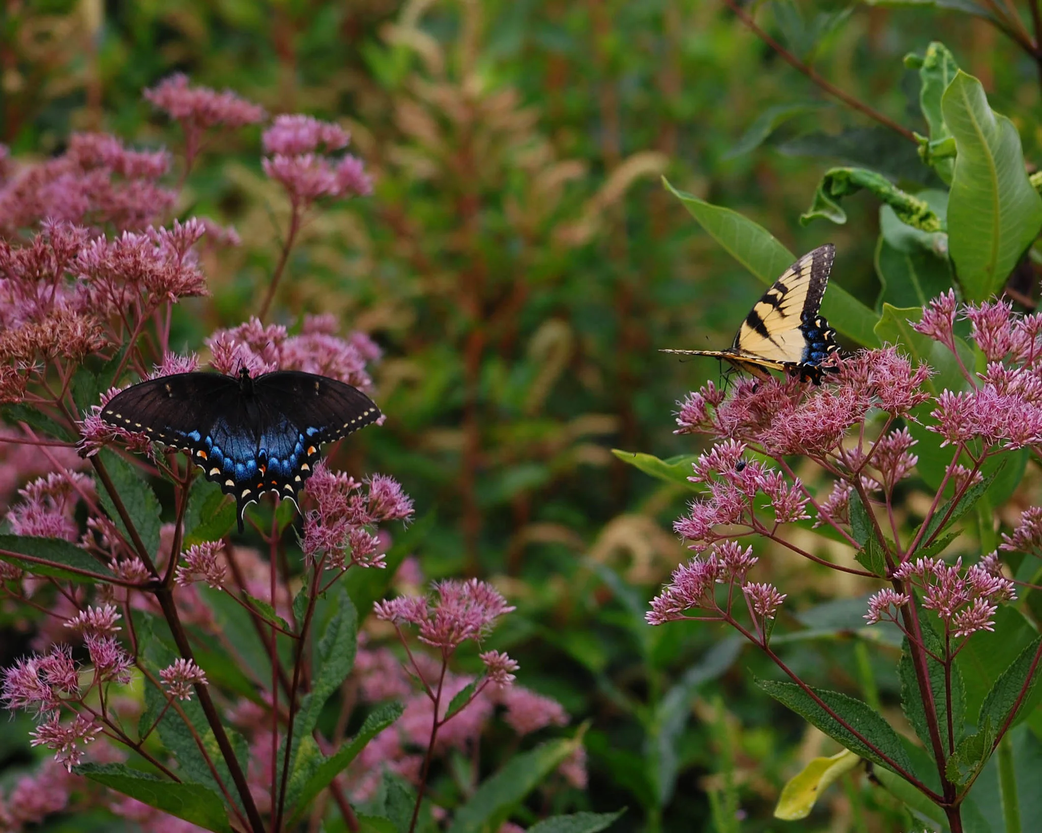 Getting into Nature – Often the Best Therapy