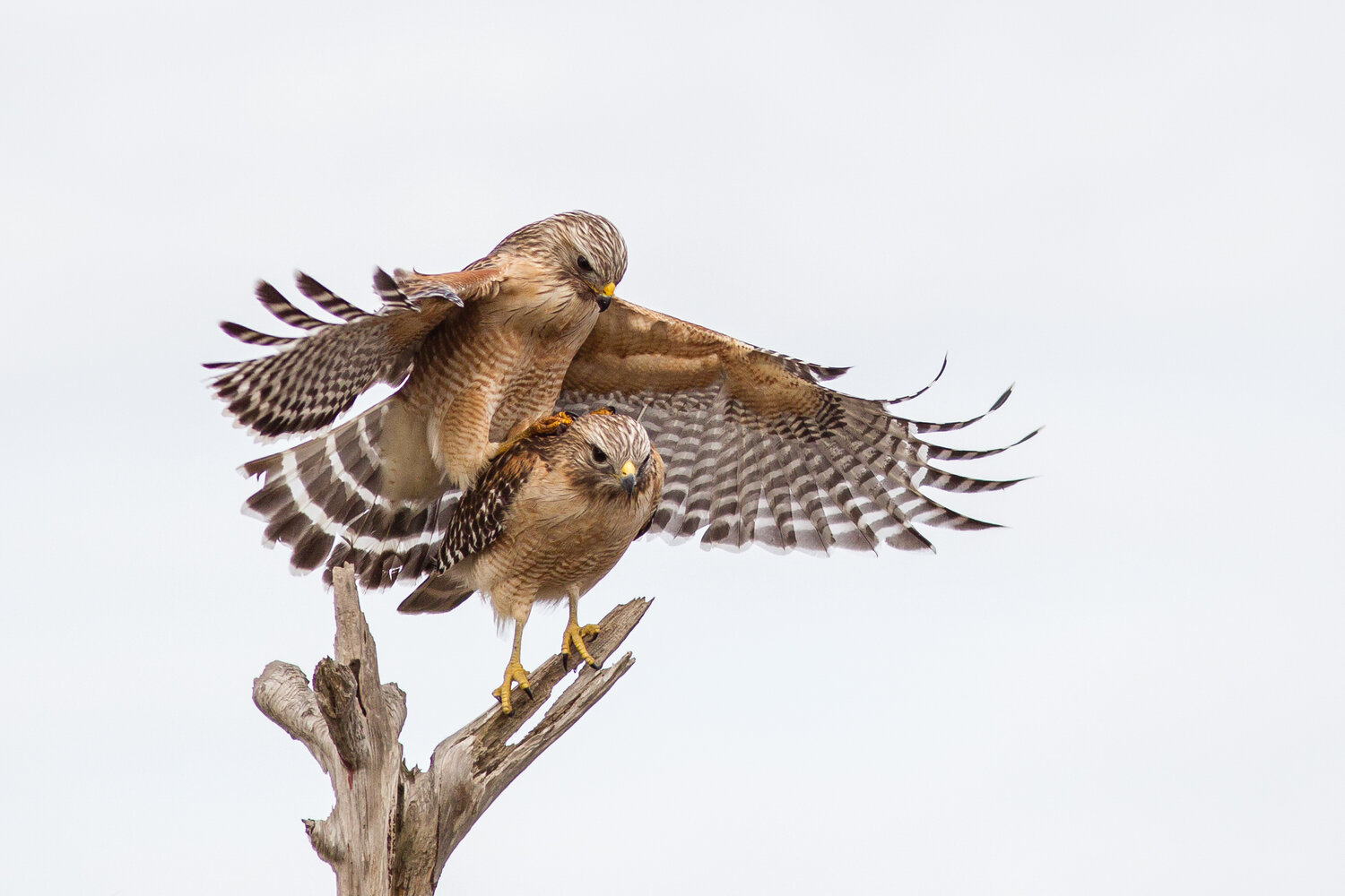 Red-shouldered Hawk Photo Raptor Bird Photography Birds of 