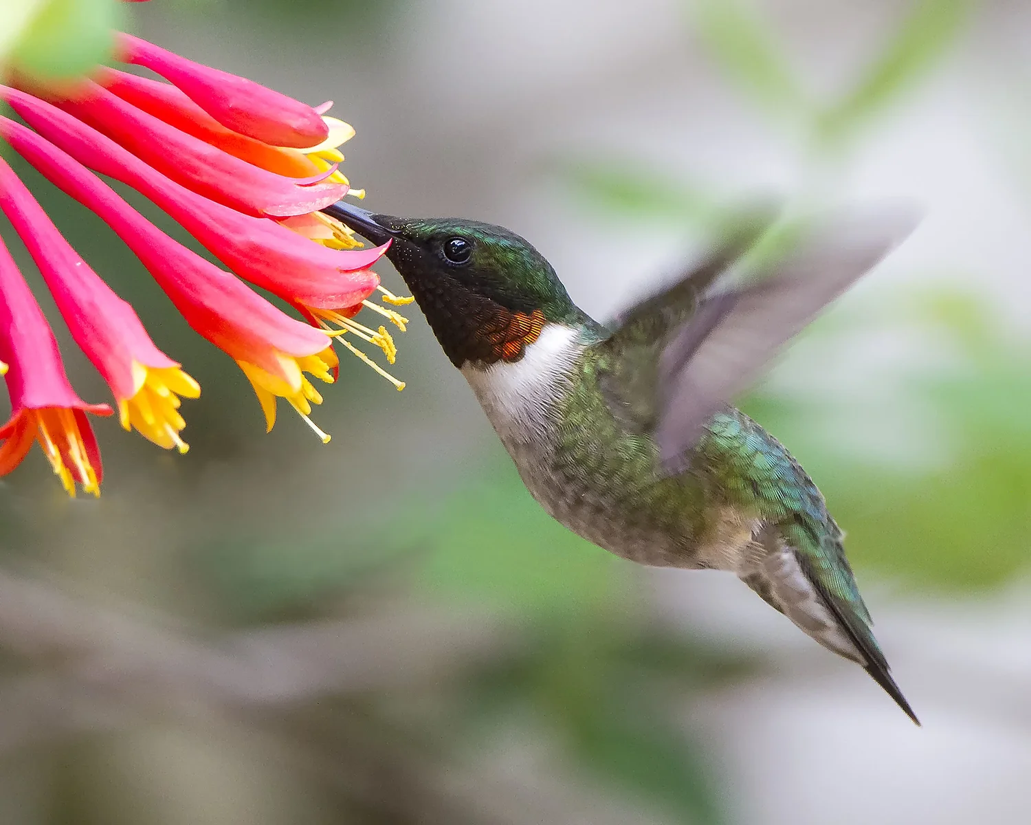 Peak Hummingbird Migration Season — Northern Virginia Bird Alliance