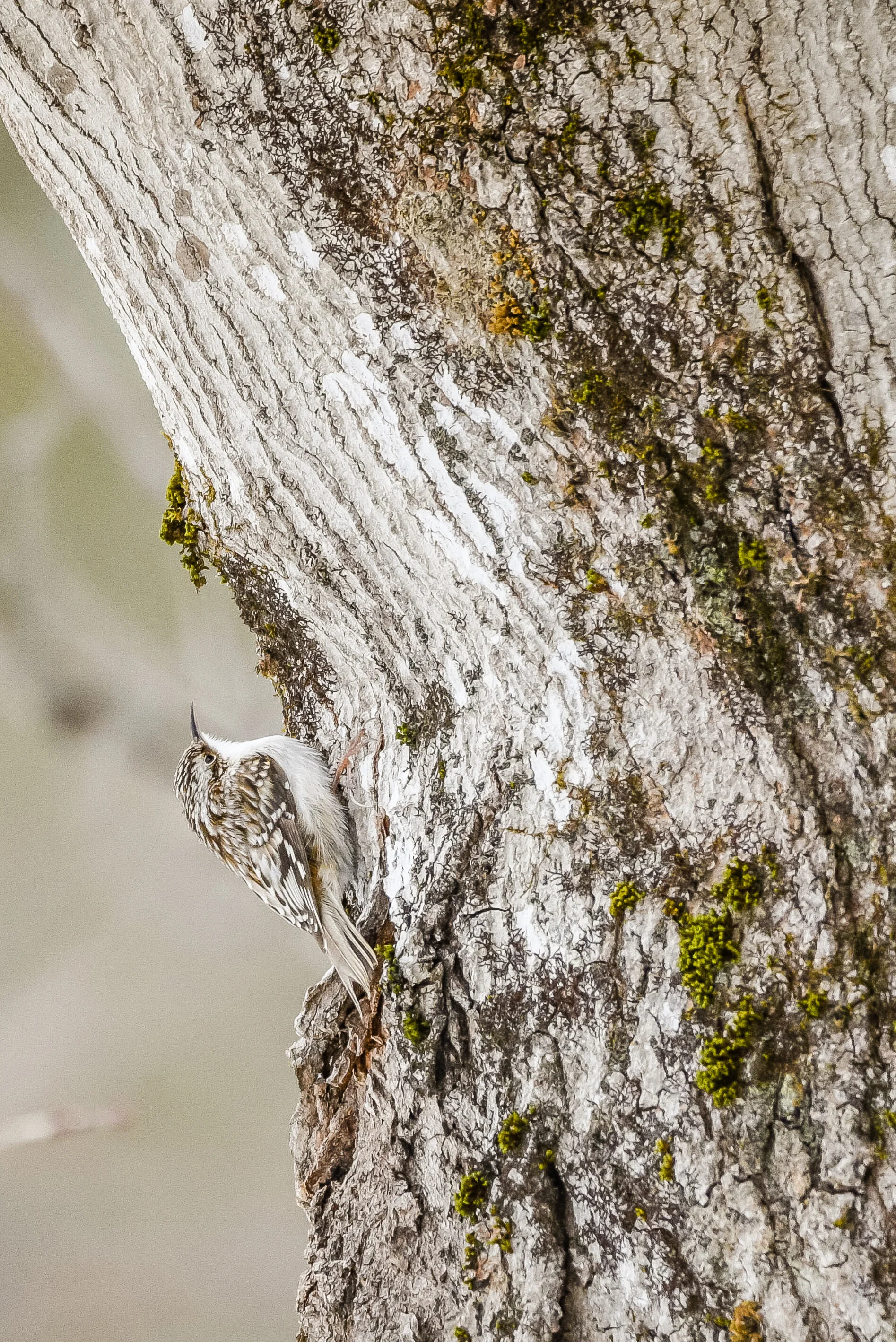 November Bird of the Month