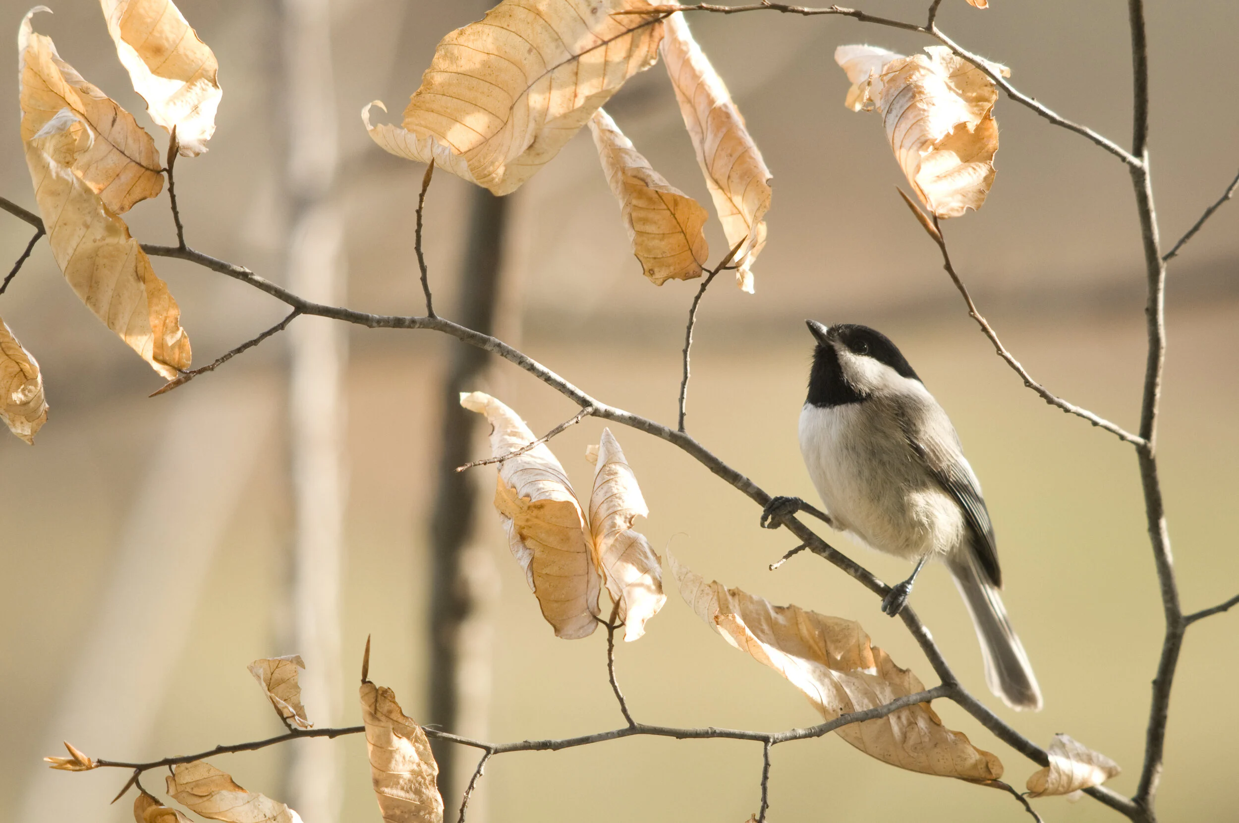 Bird Walk: Northern Prince William County