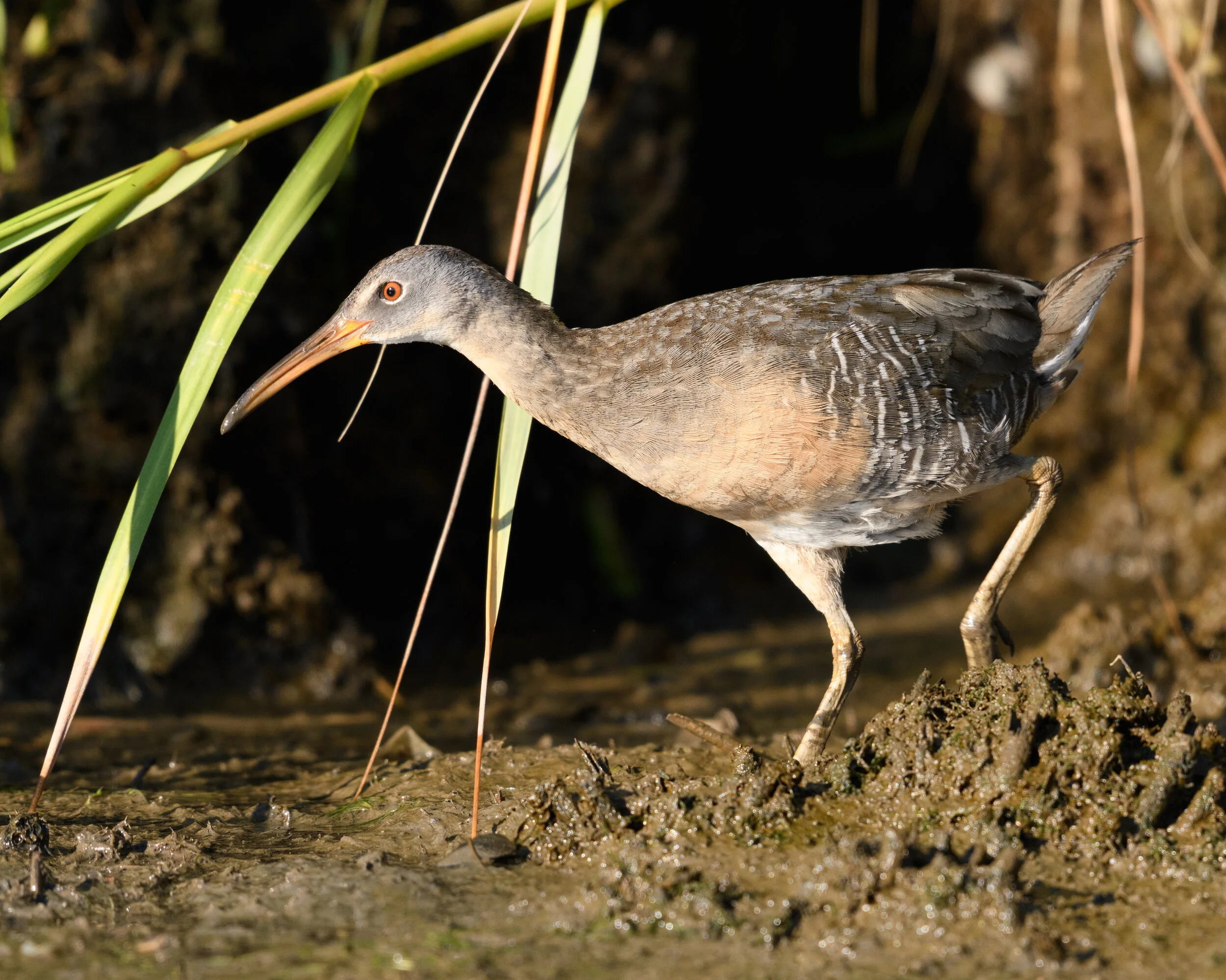January Bird Of The Month Audubon Society Of Northern Virginia