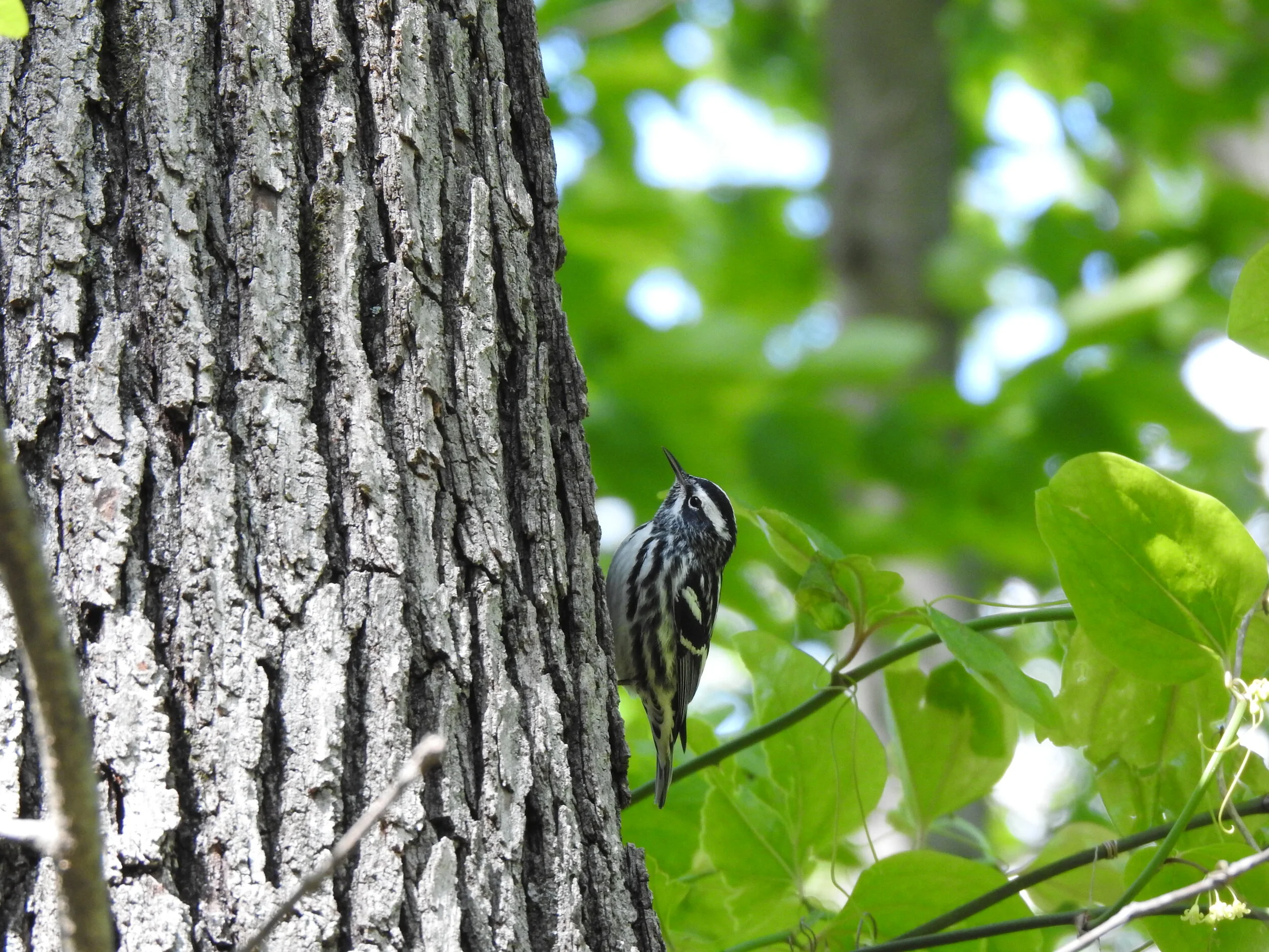 Arlington Birder Brothers – The Chippers
