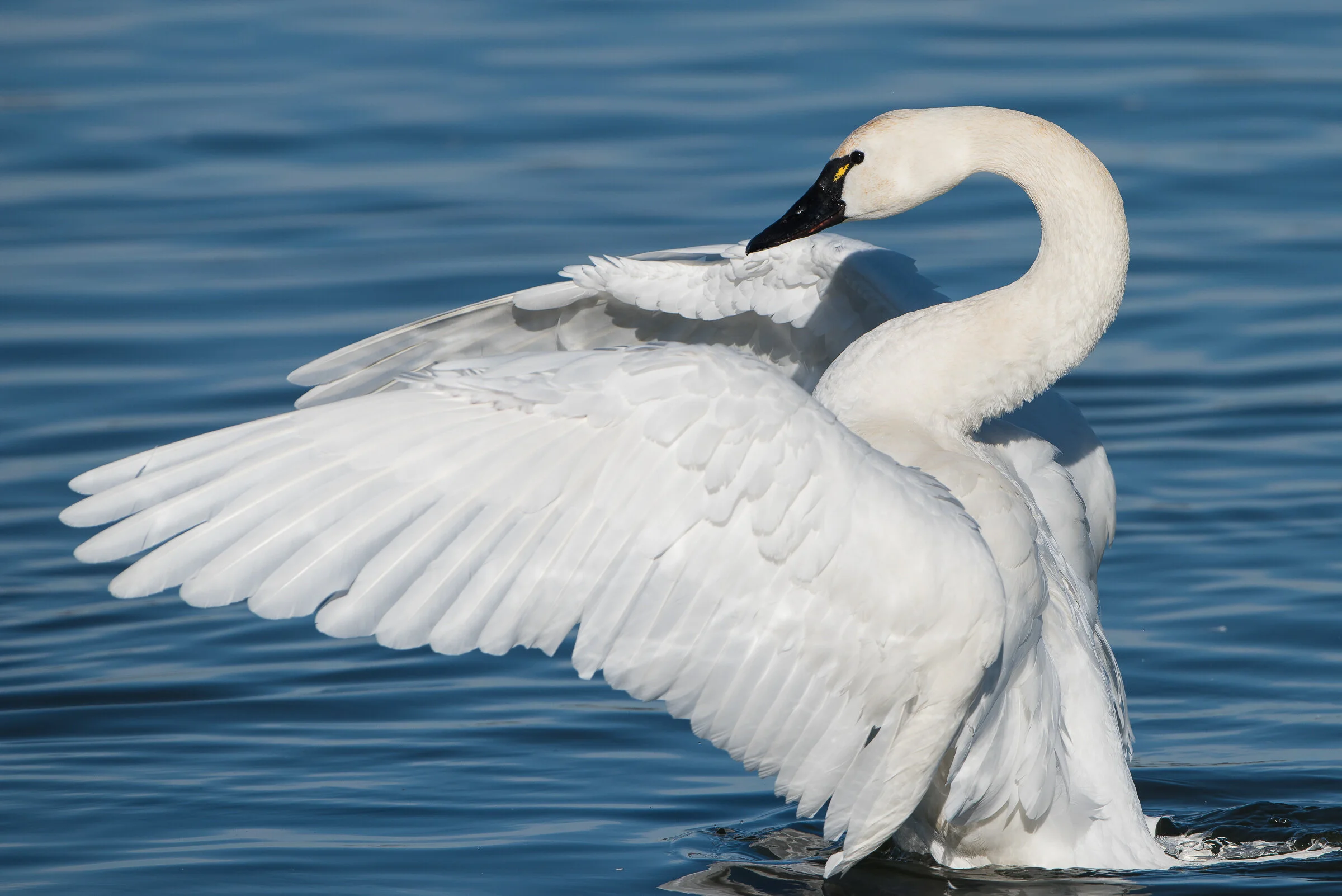 Winter Waterfowl Count Tally Rally