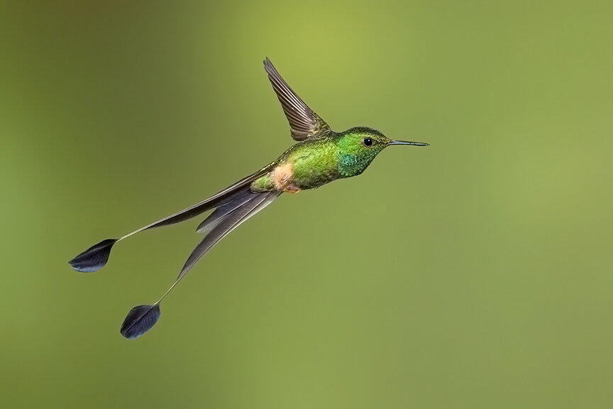Booted Racket-tail Sabrewing, Brian Zwiebel (Copy)