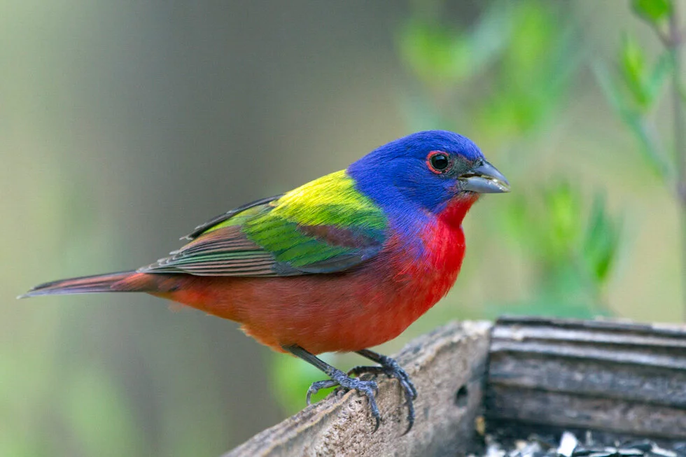 Painted Bunting, Larry Smith/Audubon Photography Awards