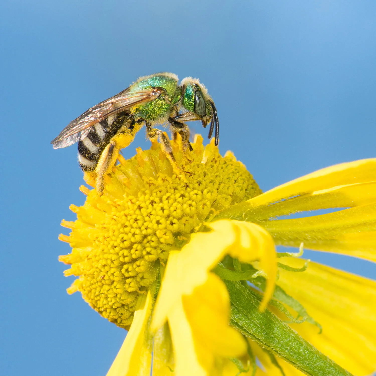 Attracting Bees and Beneficial Insects with Native Plants with Heather Holm
