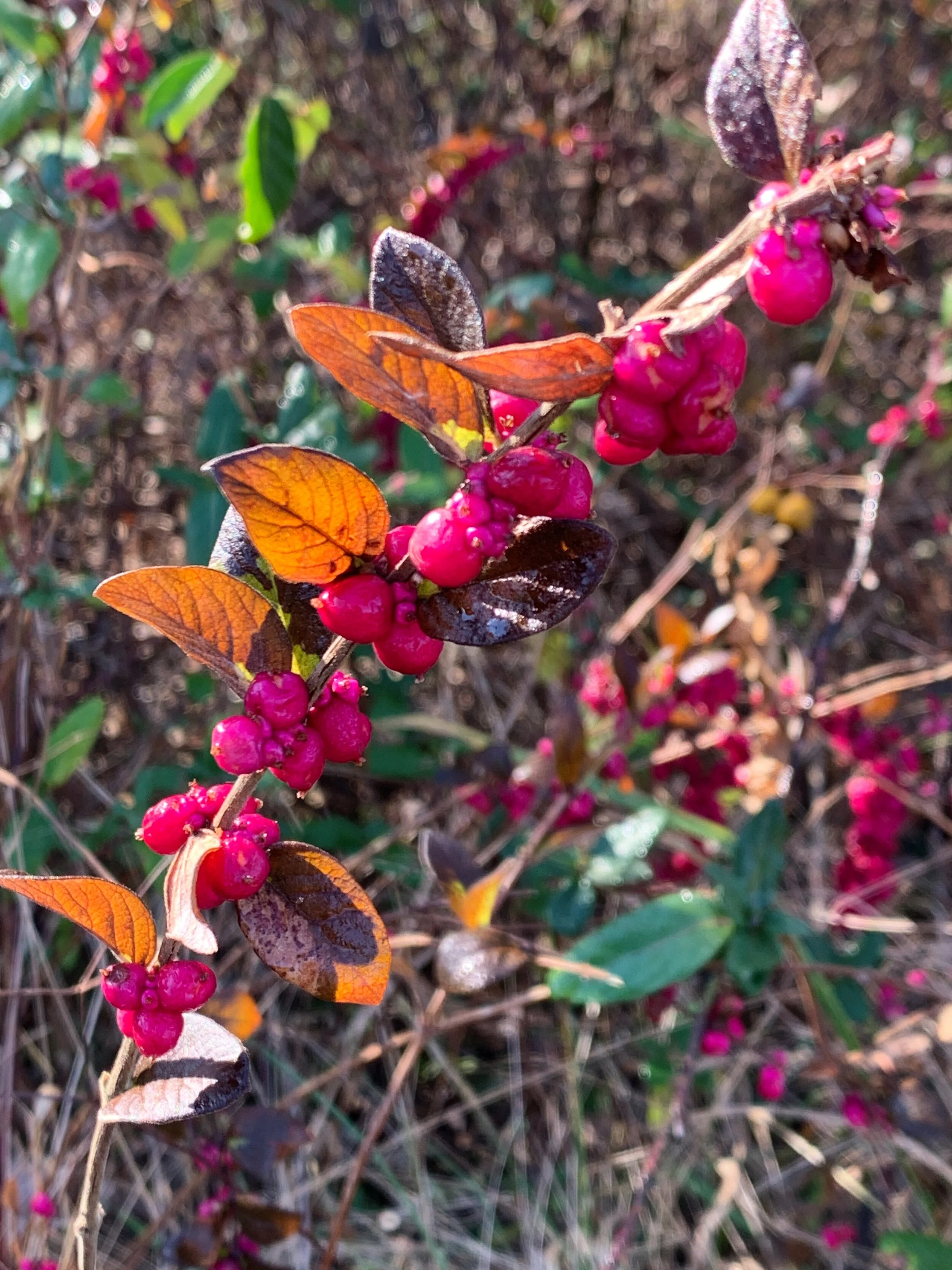 Monday Mystery - March 1, 2021