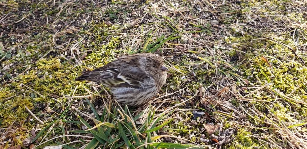 Time to Scrub Your Feeders