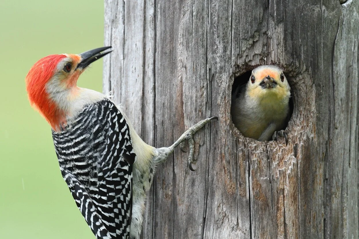 Hosting Cavity Nesting Birds in your Yard