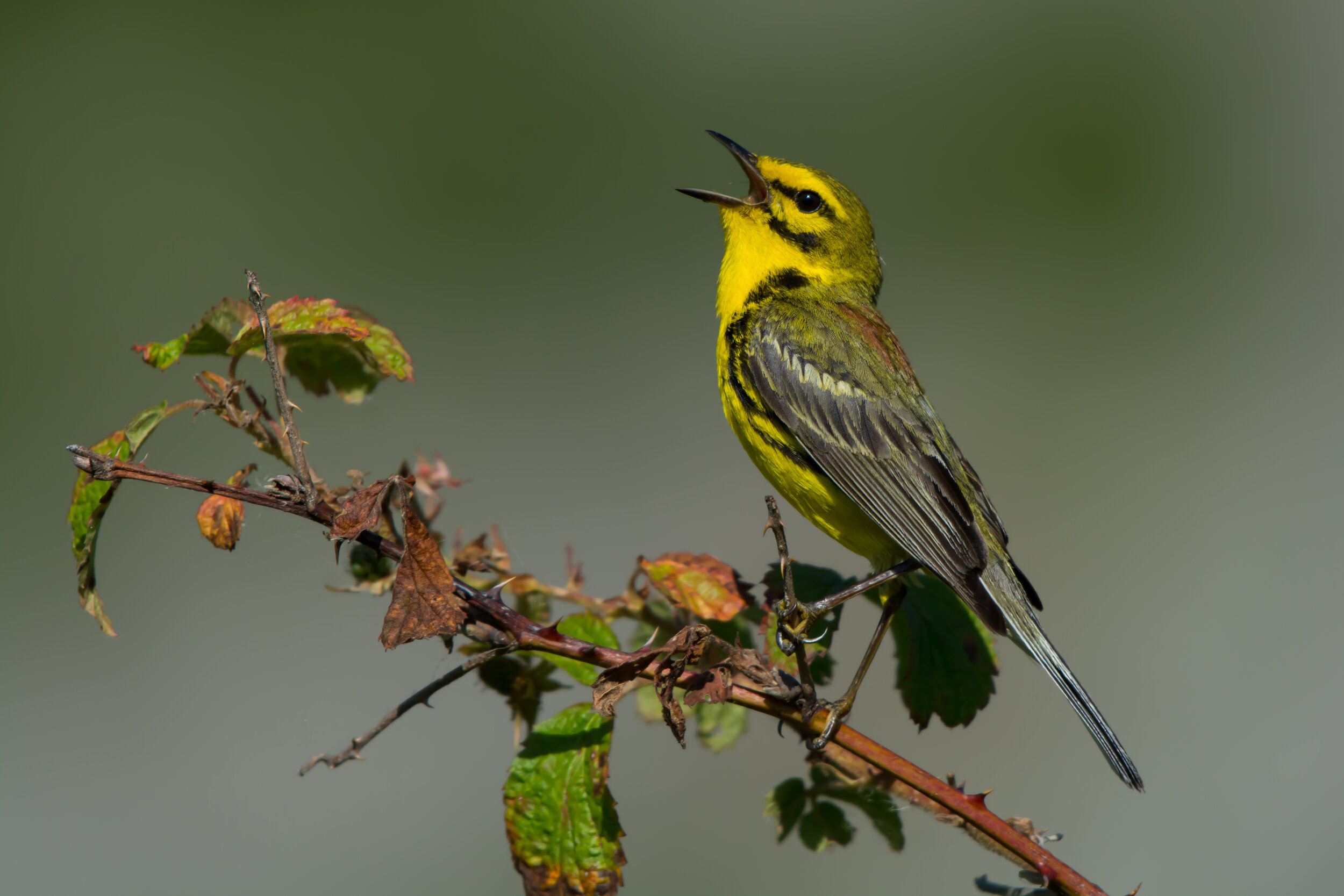 Learn About Warblers Online — Audubon Society of Northern Virginia