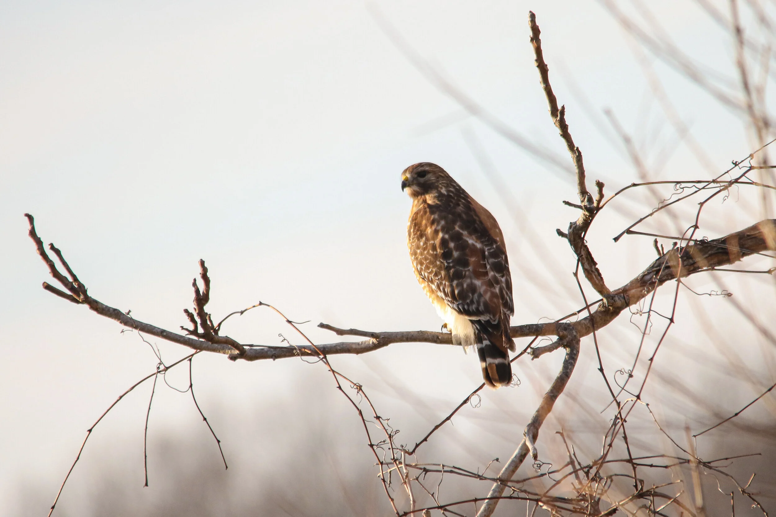 Why I Bird: A Teenager’s Confession