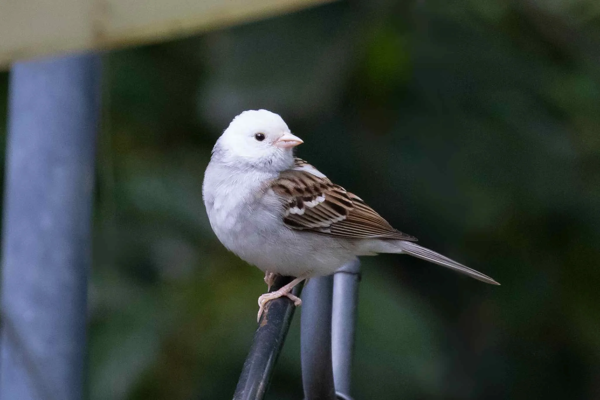 The White-headed Chipping Sparrow