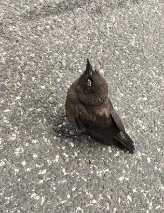 ACTION ALERT: Help Prevent the Possible Spread of Avian Disease