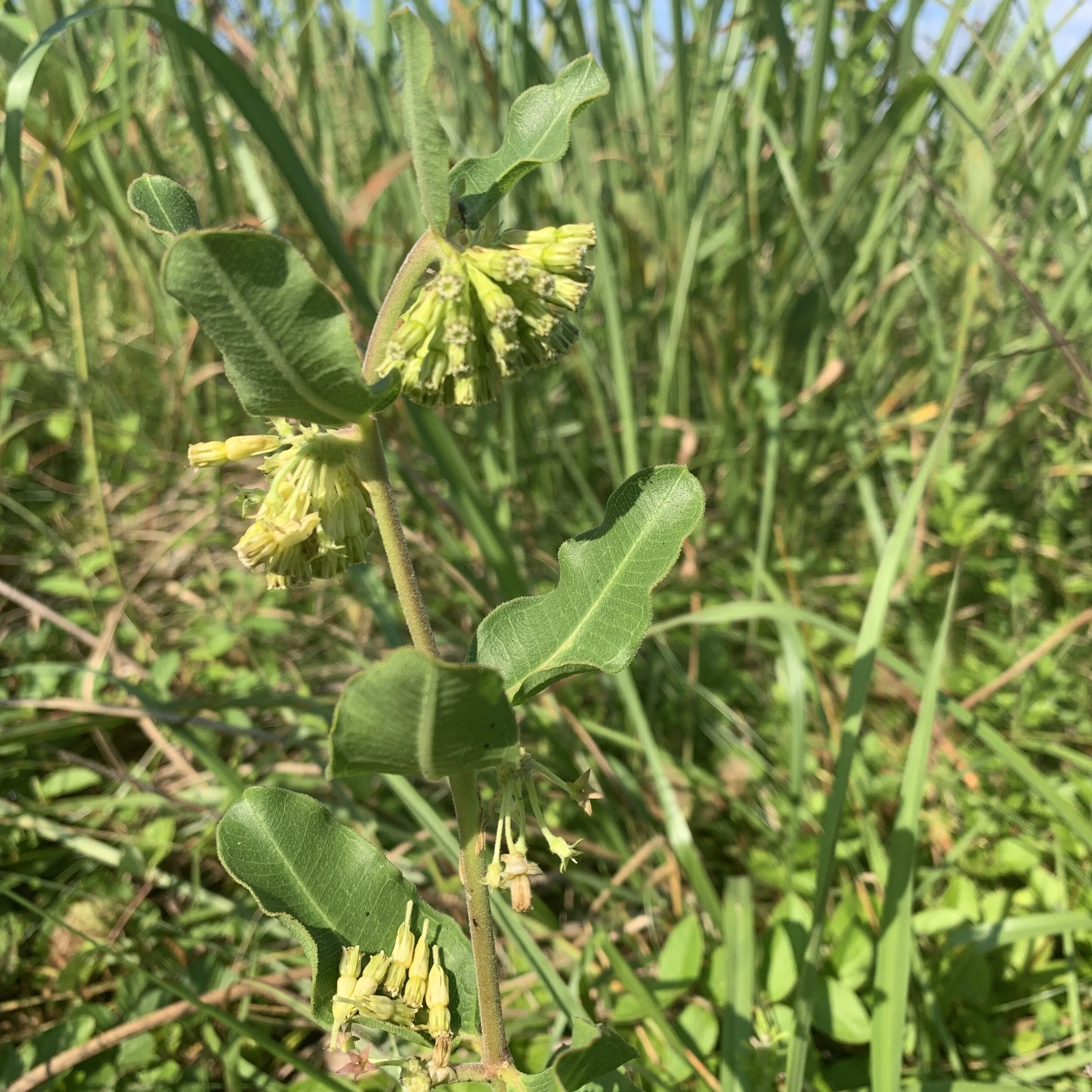 Monday Mystery - July 19