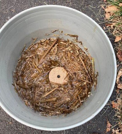 Mosquito Bucket of Doom – Sidewalk Nature