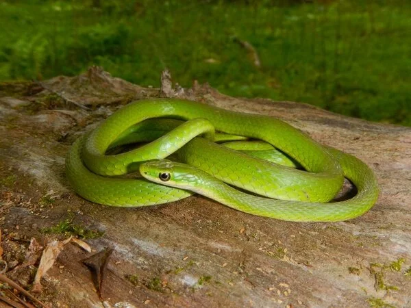 AAH Sanctuary Species-Snakes — Northern Virginia Bird Alliance