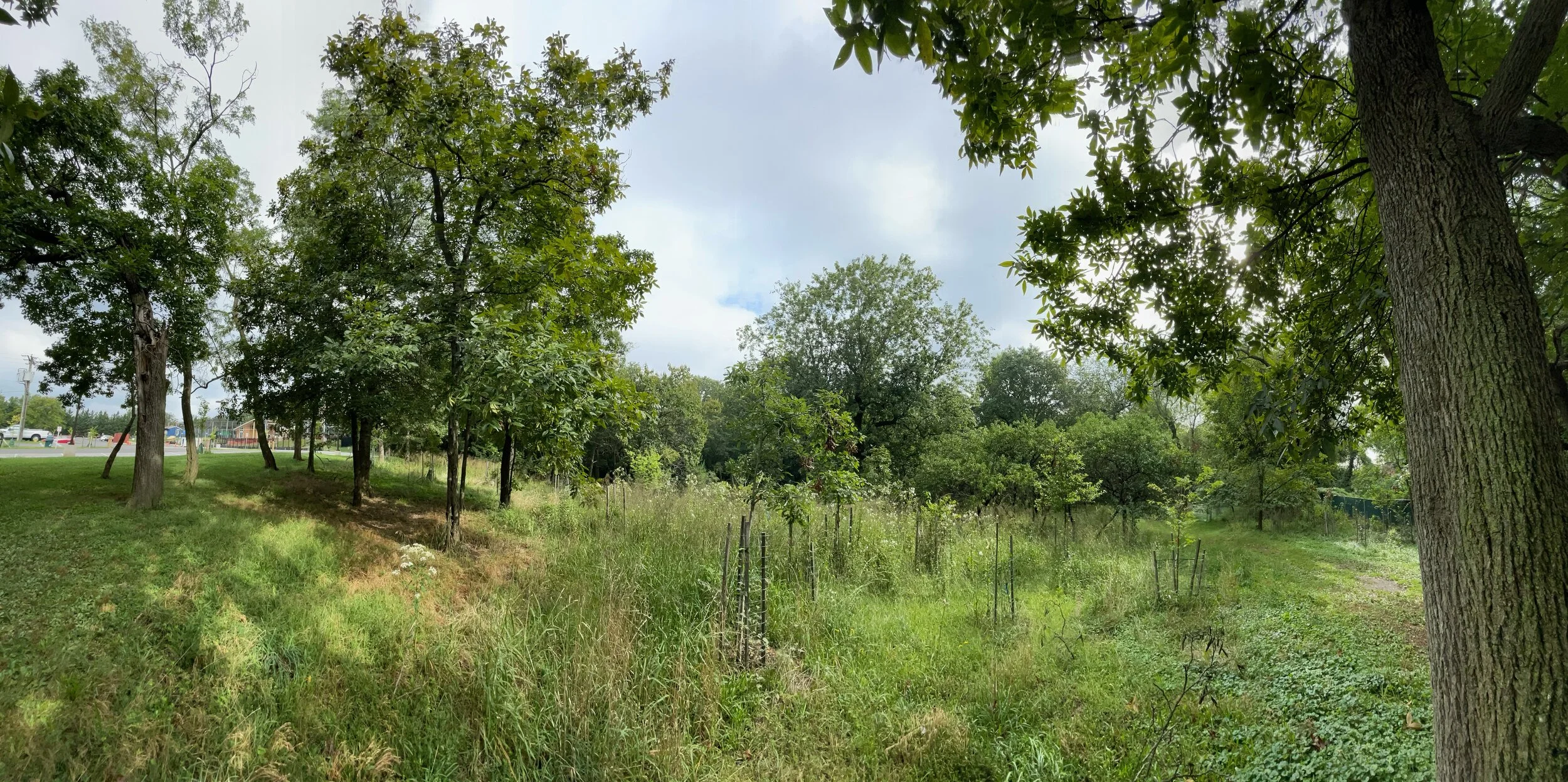 Black and Latin/Hispanic Bird and Nature Walks Resume at Upton Hill Park