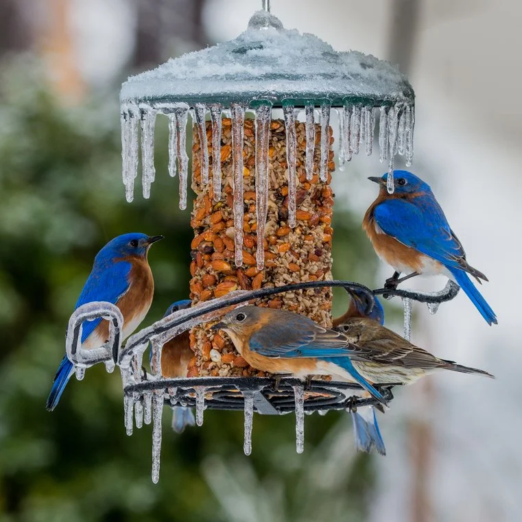 Project FeederWatch with Greg Butcher