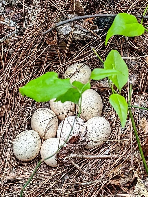 Monday Mystery - November 29