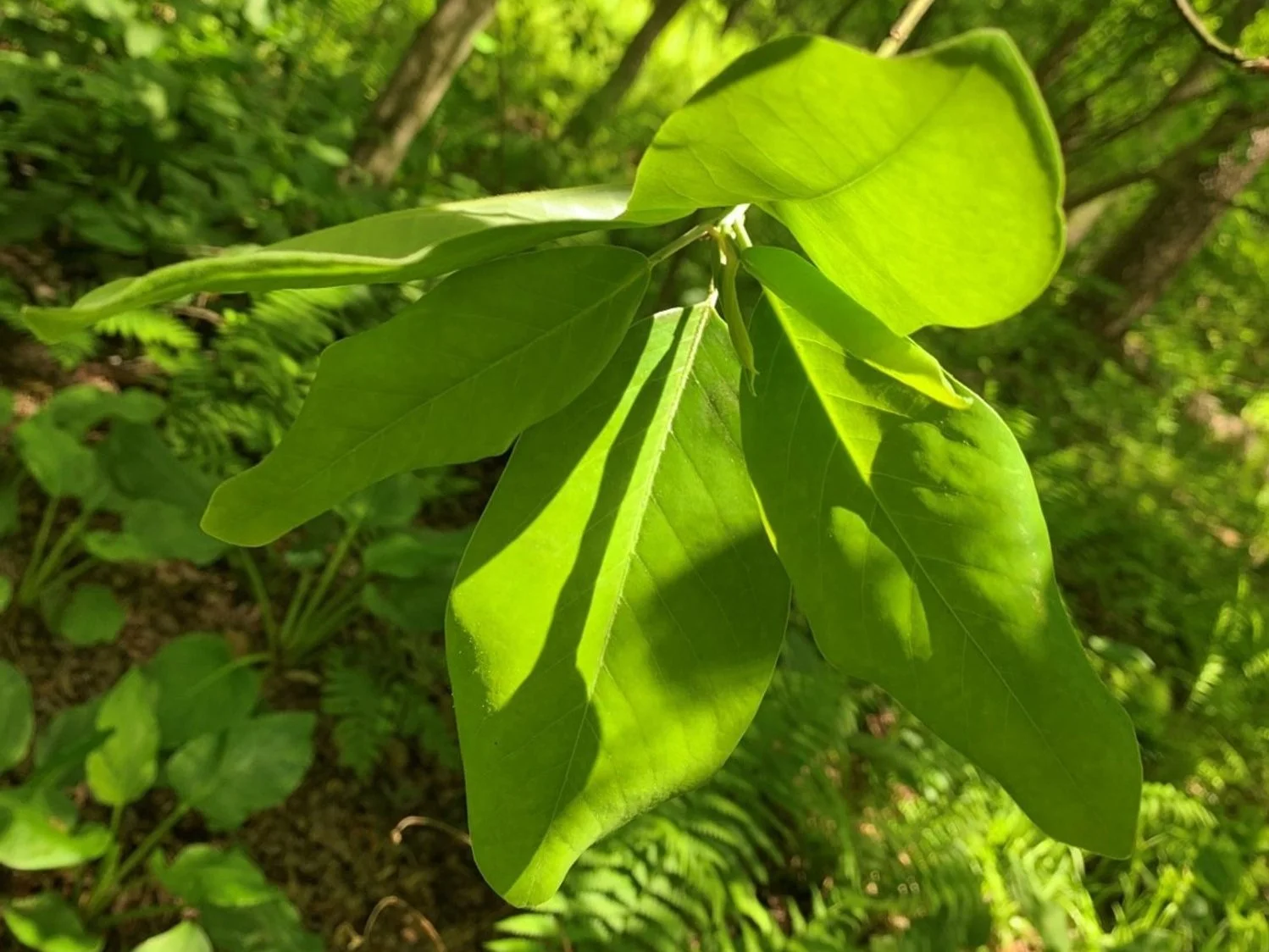 Enjoy a free guided nature walk beside a threatened, globally rare ecosystem